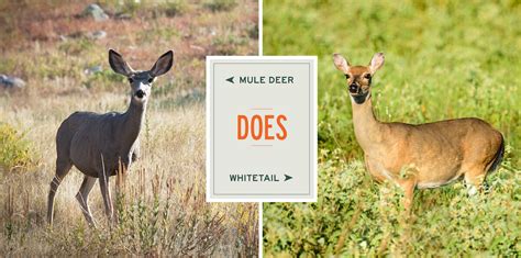 Mule Deer Vs Whitetails A Species Comparison
