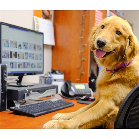 Dogs are wonderful pets, and bring many families a lot of joy. "Office Petiquette" for Take Your Dog to Work Day | YourHub
