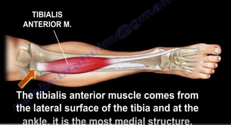 Tibialis Anterior Muscle Anatomy —