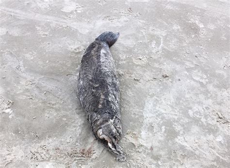 25 pinguins tartarugas e lobos marinhos são encontrados mortos no
