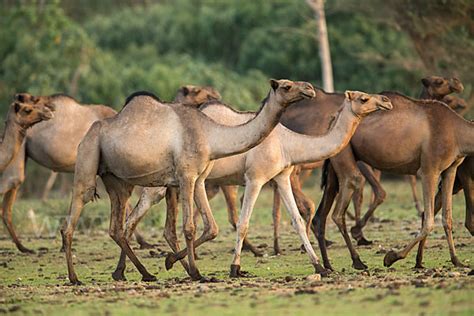 Diese feine doppelseitige antike druck von 1903 ein hübscher kamel und seinem kumpel dromedar gehört zu den meisten wunderschön detaillierten gravuren sehen sie jemals! Dromedar (Camelus dromedarius) aus Säugetiere (p49137 ...