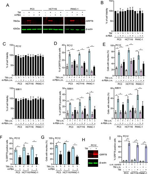 Inhibition Of Transmissible Tumor ER Stress Reduces Neurite Outgrowth A