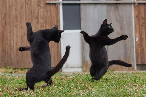 Photographer And Cat Lover Collates Of The Funniest Dancing Cat Pics Gloss