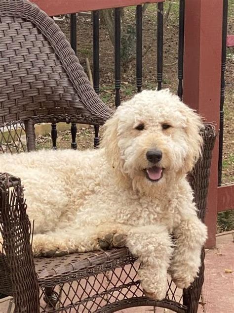 Find a goldendoodle puppy from reputable breeders near you and nationwide. Goldendoodle puppy dog for sale in Zebulon, North Carolina