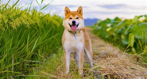 Fox Dog Discover The Dog Breeds That Look Just Like Foxes Fox Dog