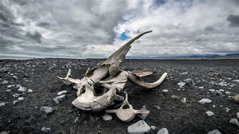 Científicos descubren fósil de una ballena de cuatro patas de hace 43