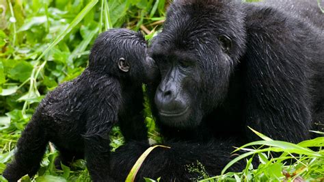 Uganda Mountain Gorilla Trip Itinerary And Wildlife Safari Geoex