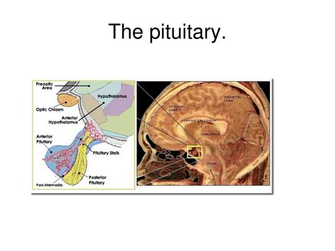 Ppt Pituitary Gland Powerpoint Presentation Free Download Id3595524