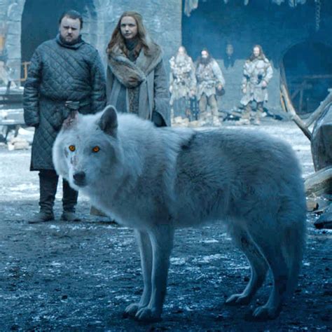 Why ‘game Of Thrones Had To Lose The Direwolves Game Of Thrones