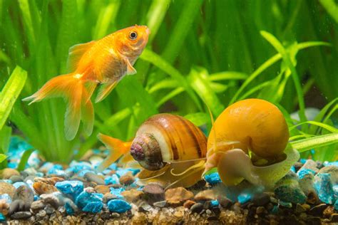 9 Algae Eaters With Goldfish What Are The Best Choices
