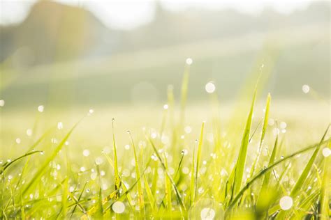 Free Images Water Nature Branch Dew Light Field Lawn Meadow
