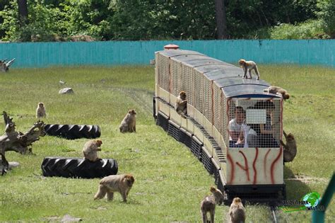 Maybe you would like to learn more about one of these? Affen-Express - Safariland Stukenbrock | Freizeitpark-Welt.de