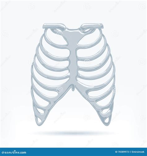 Human Thorax Stock Vector Illustration Of Medical Sternum 70389973