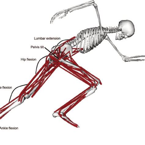 Feel the spine being pulled in opposite. Joint angles of pelvis tilt, list and rotation, lumbar ...