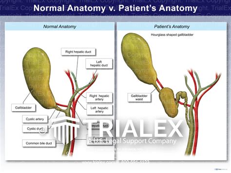 Normal Male Anatomy Of The Abdomen Trialexhibits Inc