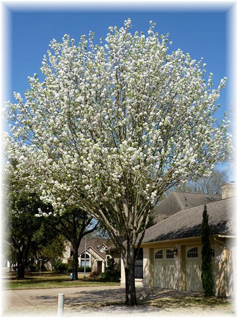 Information About Bradford Pear Trees With Pictures Dengarden
