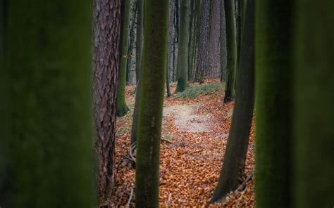 Download Wallpaper 3840x2400 Trees Path Forest Nature Autumn 4k