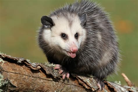 Man Details Sweet Facts About Opossums Most People Dont Know