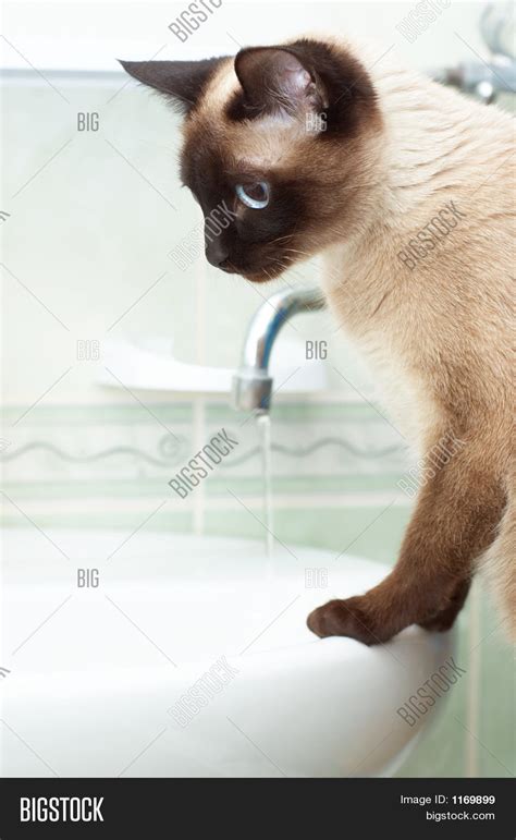 Thirsty Siamese Cat Image And Photo Free Trial Bigstock