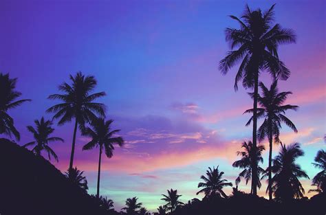 Summer Silhouetted Palm Trees Pattern During Beautiful Purple Sunset