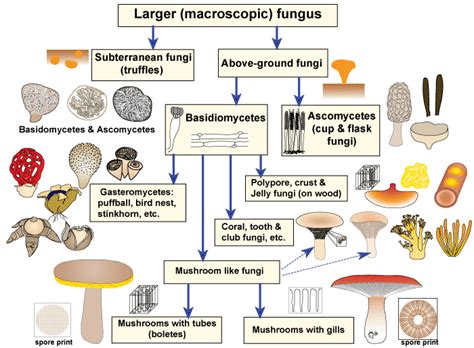 5 Examples Of Fungi