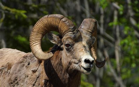 Texas Mouflon Sheep Three Amigos Ranch