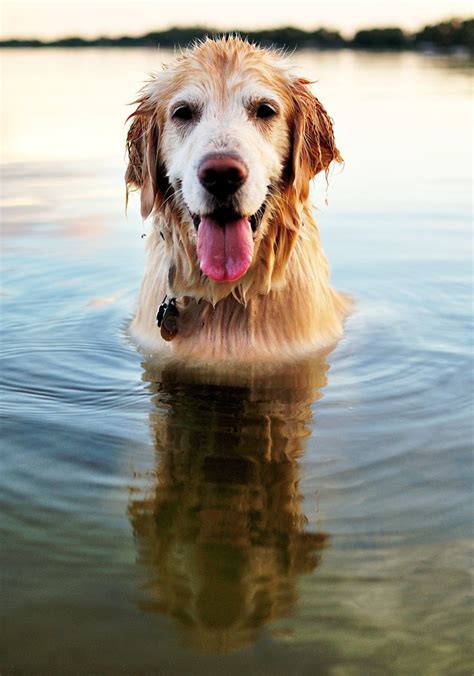 My retriever never got this gray. Love that older dog look ...