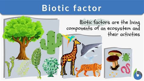 Biotic Factors In A Forest Sibinahooman