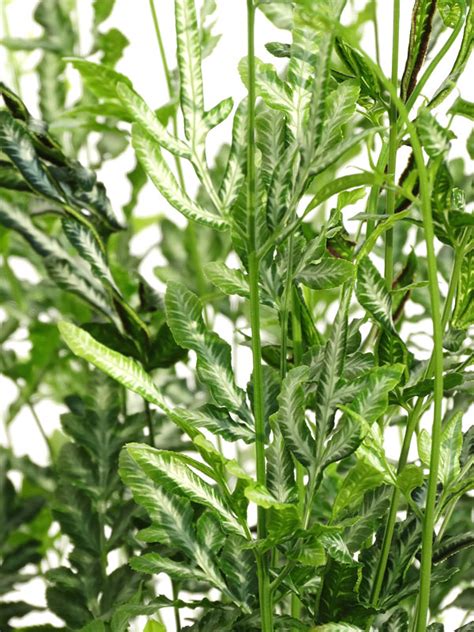 Pteris ensiformis 'evergemiensis', or the variegated brake fern, is a large sized fern that can grow also called the silver lace fern, this is one of our ferns with the most beautiful ornamental foliage. Silver Lace Fern (pteris ensiformis evergemiensis) - Urban ...