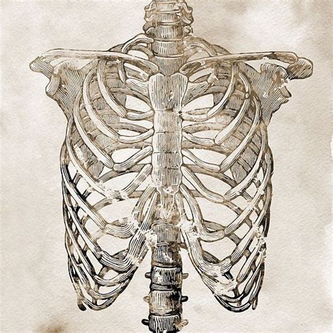 These most frequently affect the middle ribs. Rib Cage | Rib cage, Art prints, Metal prints
