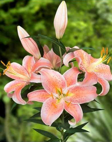 Lily Salmon Star Flower Pictures Pretty Flowers Lily