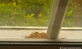 Termite Pellets Harmful