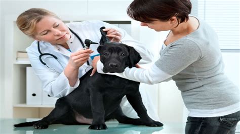 Welcome to best care animal hospital! Providing the Best Care for Your Dog at a Pet Hospital in ...