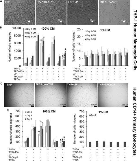 Dose Dependent Transwell Migration Of Human Monocytic Thp 1 Cells And