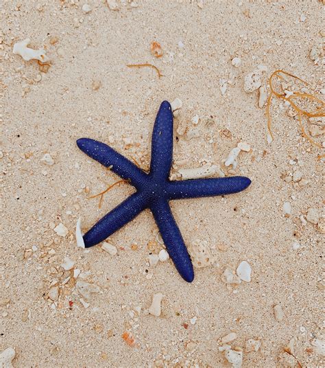 A Blue Starfish Is Laying On The Sand