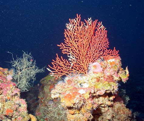 Flower Garden Banks National Marine Sanctuary Sierra Club