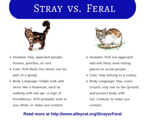 Feral And Stray Cats An Important Difference Cat Care Feral Cats