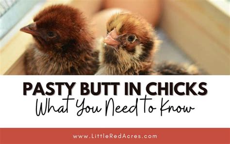 Pasty Butt In Chicks What You Need To Know