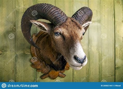 Mouflon Trophy In Front Of Wooden Wall Stock Image Image Of