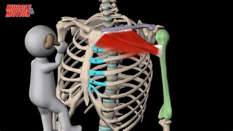 Pectoralis Major Origin Insertion Actions Pectoralis Major Learn