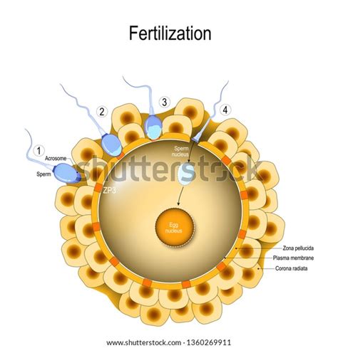 Fertilization Process 1 Sperm Contacts Surface Stock Illustration