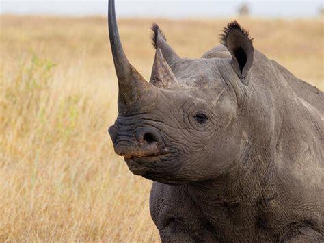 Wwf Is Saving Black Rhinos By Moving Them Stories Wwf