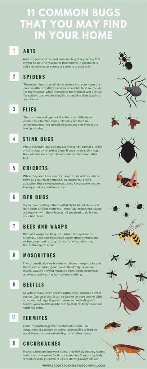 11 Common Bugs That You May Find In Your Home