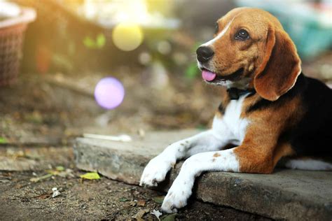 Beagle Dog Names Popular Male And Female Names Wag