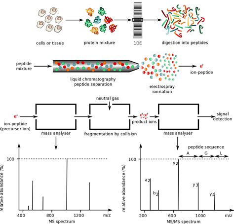 Separation methods for coupling with mass spec. File:Mass spectrometry protocol.png - Wikipedia