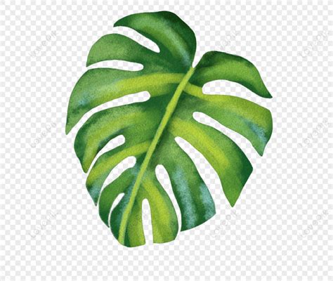 Planta De Hojas Png Imágenes Gratis Lovepik