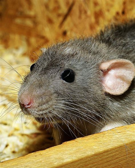 Las Ratas Cuidados De Las Ratas Domésticas Vetcon