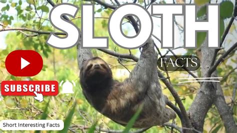 Interesting Facts About Sloths Youtube