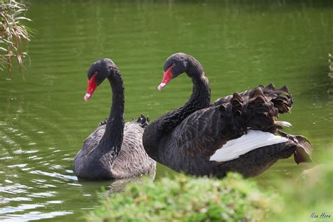 A Pair Of Black Swans
