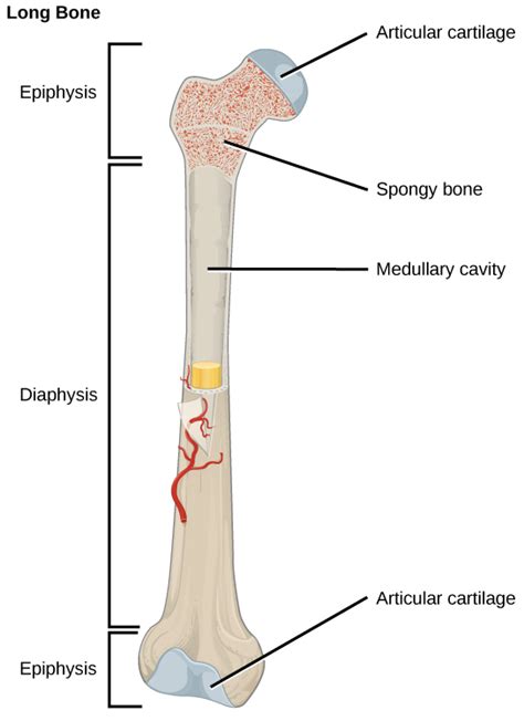 Biology Animal Structure And Function The Musculoskeletal System